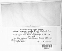 Botryosphaeria visci image